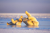Polar bear (Ursus maritimus) sow and cub sliding on their backs over the pack ice, much like ice skating, 1002 coastal plain of the Arctic National Wildlife Refuge, Alaska, USA