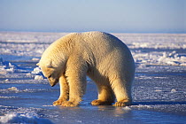 Polar bear (Ursus maritimus) female practises breaking a hole in the pack ice, in the 1002 coastal plain of the Arctic National Wildlife Refuge, Alaska, USA
