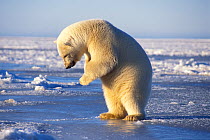 Polar bear (Ursus maritimus) female practises breaking a hole in the pack ice, in the 1002 coastal plain of the Arctic National Wildlife Refuge, Alaska, USA