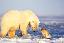 Polar bear (Ursus maritimus) sow on newly formed pack ice with spring cub playing in the water, 1002 area of the Arctic National Wildlife Refuge, North Slope, Alaska, USA