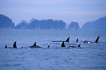 Killer whale (Orcinus orca) large pod with one male approaching, in Kenai Fjords National Park, Chiswell Islands National Marine Sanctuary, South Central Alaska, USA