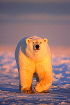 Polar bear (Ursus maritimus) adult walking over newly formed pack ice during fall freeze up, 1002 area of the Arctic National Wildlife Refuge, North Slope, Alaska, USA