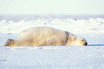 Polar bear (Ursus maritimus) adult resting and staying cool on the newly formed pack ice in autumn, 1002 area of the Arctic National Wildlife Refuge, North Slope, Alaska, USA