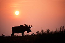 Moose (Alces alces) bull with large antlers silhouetted at sunset from the smoke of summer wildfires, Denali National Park, Interior of Alaska, USA