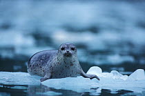 Pacific harbour seal (Phoca vitulina richardsi) on ice at Northwestern Fjord, Kenai Fjords National Park, Alaska, USA