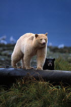 Spirit bear (Ursus americanus) sow with dark cub walking on a log at high tide, along the coastal rainforest of the central British Columbia coast, Canada