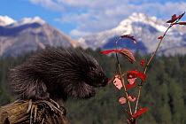 North American porcupine (Erethizon dorsatum) pup feeds on Alaskan high brush cranberries in the foothills of the Takshanuk Mountains, South-East Alaska, USA