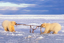 Polar bear (Ursus maritimus) pair of spring cubs play tug-o-war with a piece of whale remains during freeze up, 1002 area of the Arctic National Wildlife Refuge, North Slope, Alaska, USA