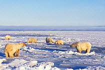 Polar bear (Ursus maritimus) sows with cubs hang out on newly formed pack ice during fall freeze up, 1002 area of the Arctic National Wildlife Refuge, North Slope, Alaska, USA