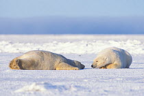 Polar bear (Ursus maritimus) pair of adults rest and stay cool on the newly formed pack ice in autumn, 1002 area of the Arctic National Wildlife Refuge, North Slope, Alaska, USA