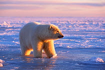 Polar bear (Ursus maritimus) walks through slushy newly forming pack ice at sunrise, 1002 area of the Arctic National Wildlife Refuge, North Slope, Alaska, USA