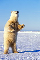 Polar bear (Ursus maritimus) adult stands on the snow-covered pack ice to get a better look at something in the distance, 1002 area of the Arctic National Wildlife Refuge, North Slope, Alaska, USA