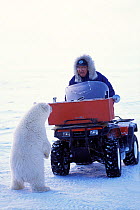 Polar bear (Ursus maritimus) curious spring cub checks out a local elder in snow vehicle outside the arctic village of Kaktovik, Barter Island, 1002 area of the Arctic National Wildlife Refuge, North...