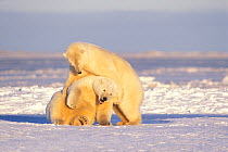 Polar bear (Ursus maritimus) pair of adult sows play with one another on the pack ice during fall freeze up, 1002 area of the Arctic National Wildlife Refuge, North Slope, Alaska, USA