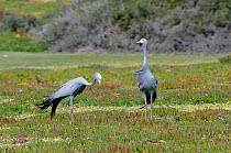 Blue Crane (Anthropoides paradiseus) male and female in succulent fynbos. DeHoop Nature reserve. Western Cape, South Africa. August.