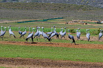 Blue Crane (Anthropoides paradiseus) flock on farmland, Overnerg, Western Cape, South Africa. August.
