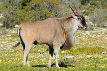 Eland (Tragelaphus oryx) mature male, DeHoop Nature Reserve. Western Cape, South Africa. August.
