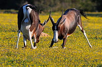 Bontebok (Damaliscus pygargus pygargus) males down on their knees, sparring, DeHoop Nature reserve, Western Cape, South Africa, August