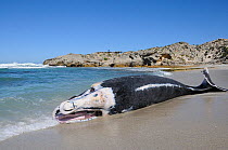 Southern Right Whale (Eubalaena australis) stranded calf in  marine protected area, deHoop, Western Cape, South Africa, August.