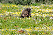 Chacma baboon (Papio hamadryas ursinus) female and baby in spring succulent fynbos flowers. DeHoop Nature reserve. Western Cape, South Africa. August.