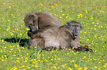 Chacma baboon (Paio hamadryas ursinus) females grooming each other in spring fynbos flowers. deHoop Nature reserve. Western Cape, South Africa. August.