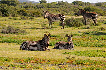 Cape Mountain Zebra (Equus zebra zebra) family group in succulent fynbos, deHoop Nature reserve, Western Cape, South Africa, August.