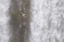 Fulmar (Fulmarus glacialis) in flight in front of Skogafoss waterfall, Iceland, June