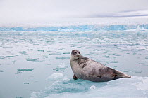 Ringed seal (Pusa hispida) in glacial fjord, Svalbard, Norway