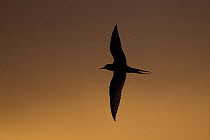 Arctic Tern (Sterna paradisaea) in flight, silhouetted at dusk, Svalbard, Norway, August