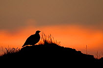 Rock ptarmigan (Lagopus mutus) silhouetted at sunset, Iceland, June