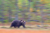 European brown bear (Ursus arctos) prowling through forest, Finland.