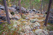 Autumnal boreal forest, Rondane, Norway September 2007