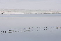 Squadrons of Brunnich's Guillemots (Uria lomvia), flying back to breeding cliffs, Svalbard, Norway, June