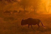 Wildebeest (Connochaetes taurinus) on migration, Serengeti National Park, Tanzania, East Africa