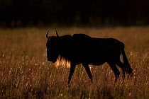 Wildebeest (Connochaetes taurinus) on migration, Serengeti National Park, Tanzania.