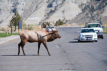 Elk (Cervus elaphus canadensis) rutting bull crossing road, Mammoth Hot Springs, Yellowstone National Park, USA