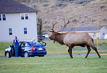 Elk (Cervus elaphus canadensis) rutting bull in town of Mammoth Hot Springs, Yellowstone National Park, USA