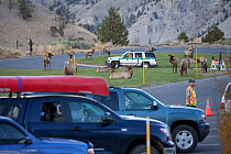 Elk (Cervus elaphus canadensis) grazing on lawn in town of Mammoth Hot Springs, Yellowstone National Park, USA