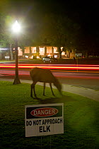 Elk (Cervus elaphus canadensis) female grazes on lawn at night, Mammoth Hot Springs, Yellowstone National Park, USA