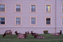 Elk (Cervus elaphus canadensis) herd resting in front of hotel, Mammoth Hot Springs, Yellowstone National Park, USA