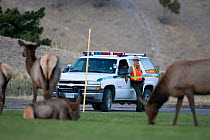 Park Ranger keeping an eye on Elk (Cervus elaphus canadensis), Mammoth Hot Springs, Yellowstone National Park, USA
