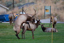 Elk (Cervus elaphus canadensis) copulating on lawn in town of Mammoth Hot Springs, Yellowstone National Park, USA