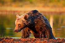 European brown bear (Ursus arctos) climbing out of lake, Finland