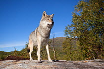 RF- Eurasian wolf (Canis lupus lupus), Norway, captive. (This image may be licensed either as rights managed or royalty free.)