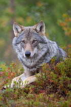 Eurasian wolf (Canis lupus lupus), Norway, captive