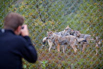 Eurasian wolves (Canis lupus lupus) being photographed in enclosure at education centre, Norway, captive