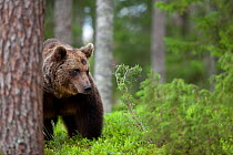RF- European brown bear (Ursus arctos) prowling through forest, Finland. (This image may be licensed either as rights managed or royalty free.)