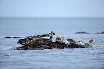 Grey seals (Halichoerus grypus) hauled out on seaweed covered rocks at low tide. Bardsey Island, North Wales, UK, August