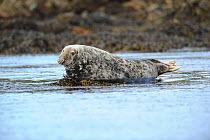 Grey Seal (Halichoerus grypus) hauled out on seaweed covered rocks at low tide. Bardsey Island, North Wales, UK, August