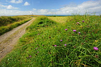 Wildflowers on an ancient bank next to track, Bardsey Island, North Wales, UK, August 2012